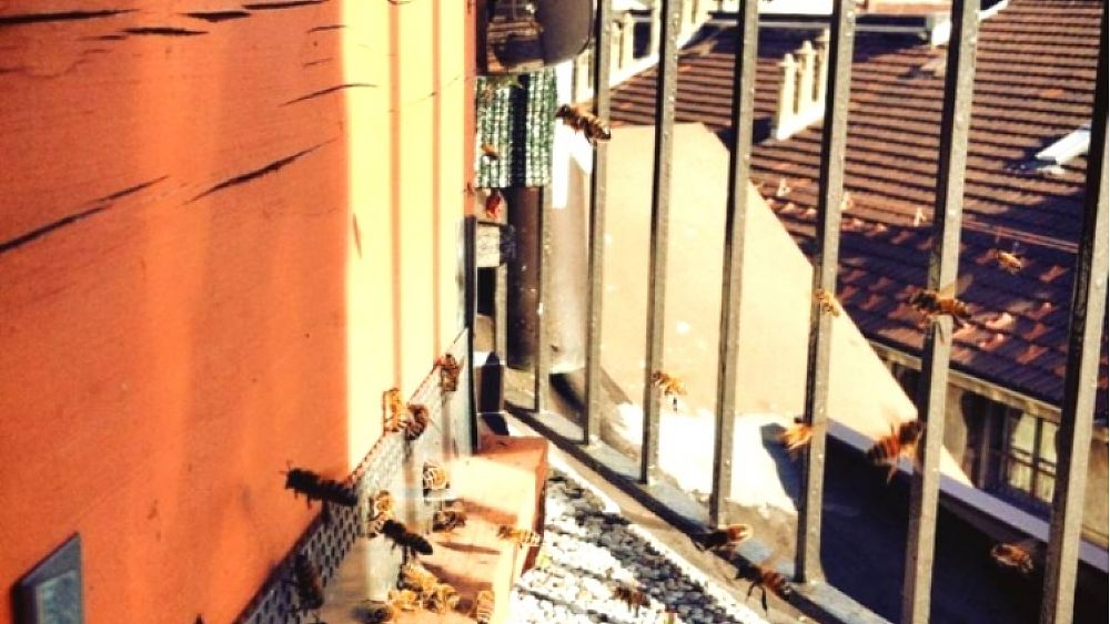 03072016 api e miele sui balconi