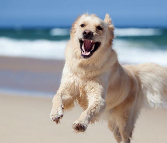 03072016 cani in spiaggia