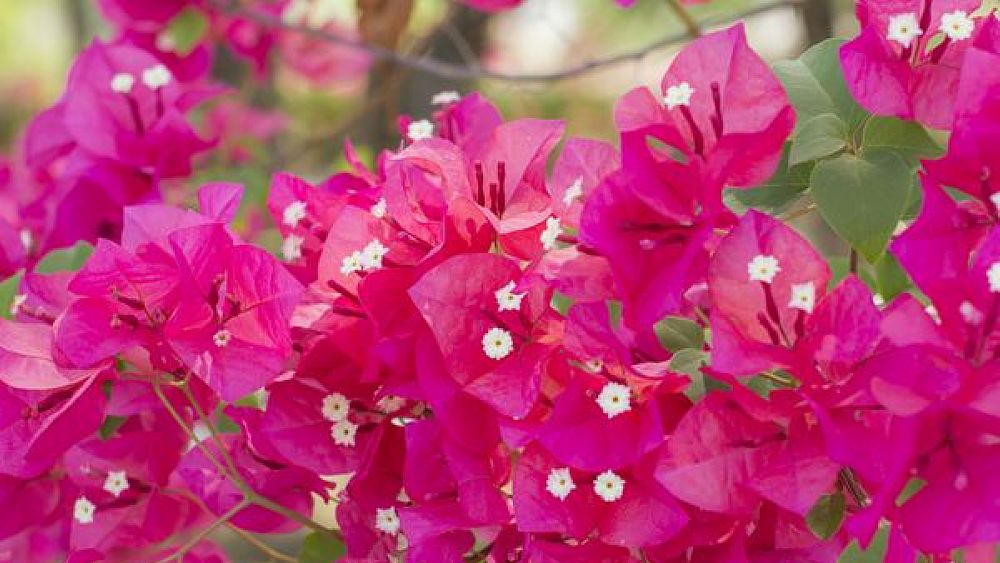 03072017 buganvillee