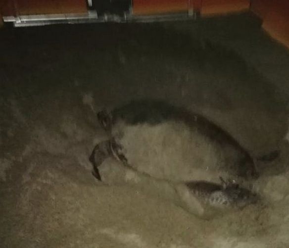 03082019 foto nido tartarughe ascea