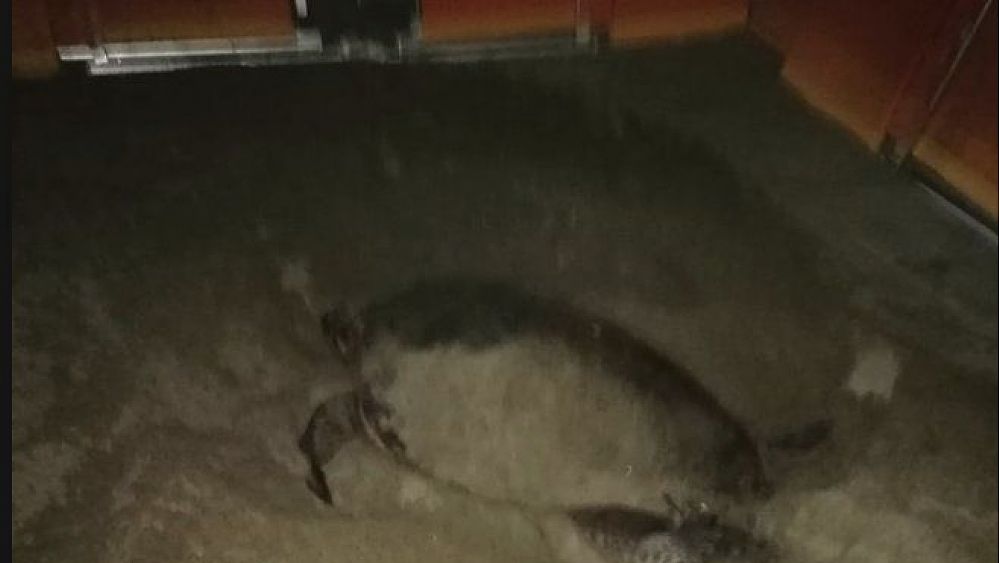 03082019 foto nido tartarughe ascea