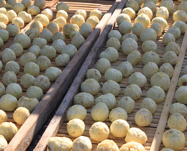 03092015 fico bianco del cilento