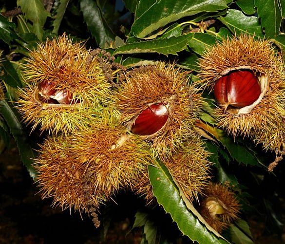 03092016 castagne