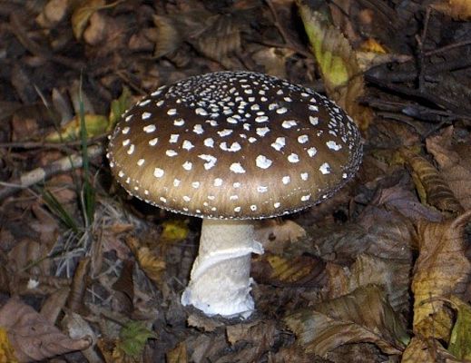 03102014 funghi