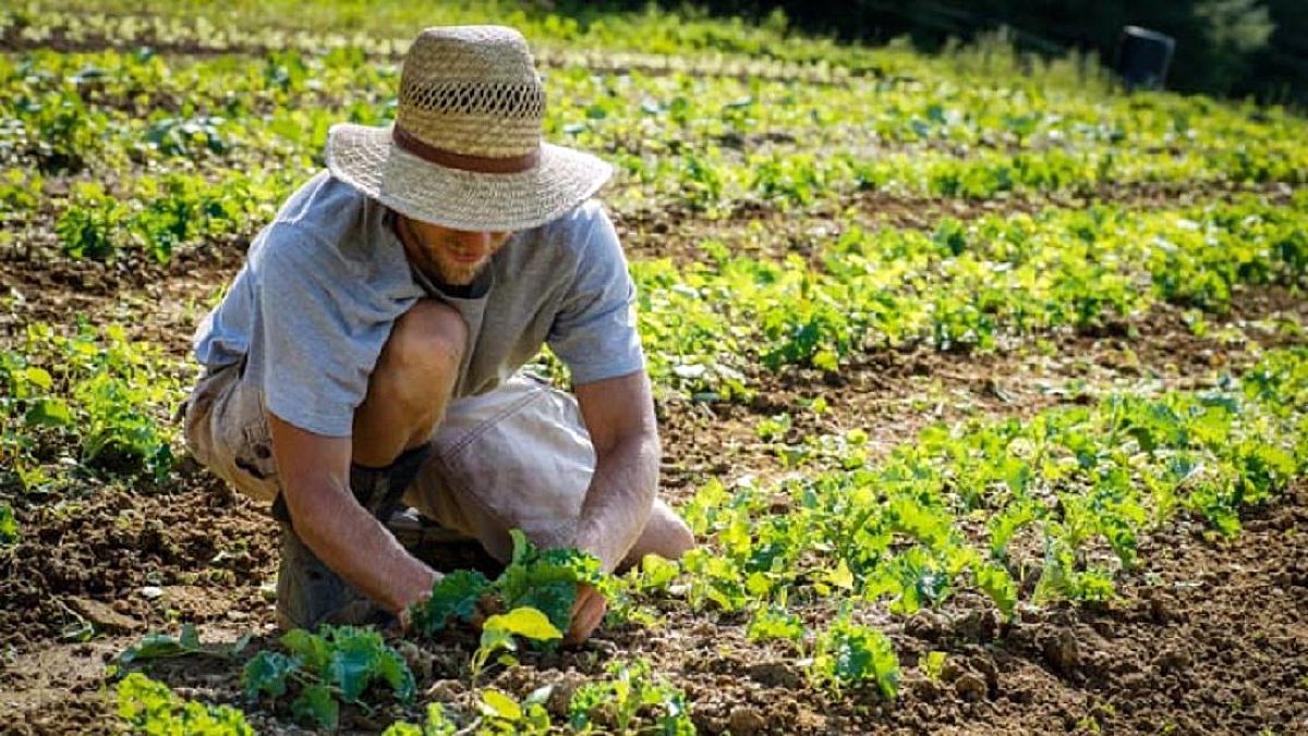 03102025 giovani agricoltori al lavoro 03102025 giovani agricoltori al lavoro