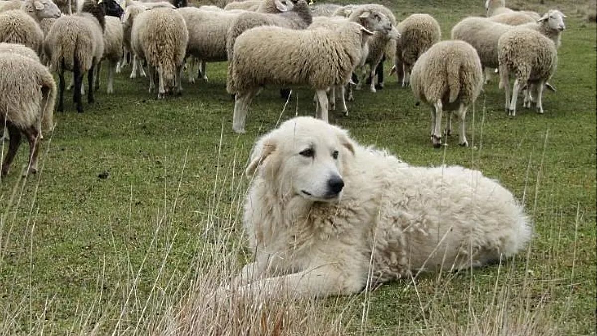 03112025 cane napoleone torchiara