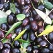 Cronaca foto - 03122013 allarme olive nere