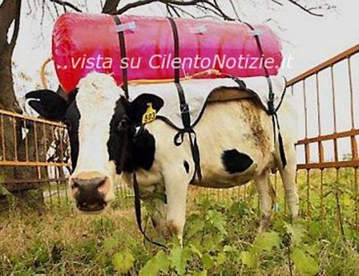 Paolo-Abbate foto - 04012014 puzzette ruminanti