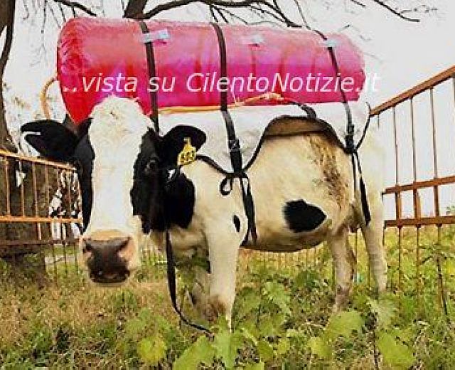 04012014 puzzette ruminanti