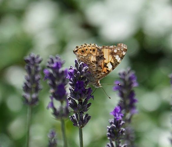 04012024 biodiversita