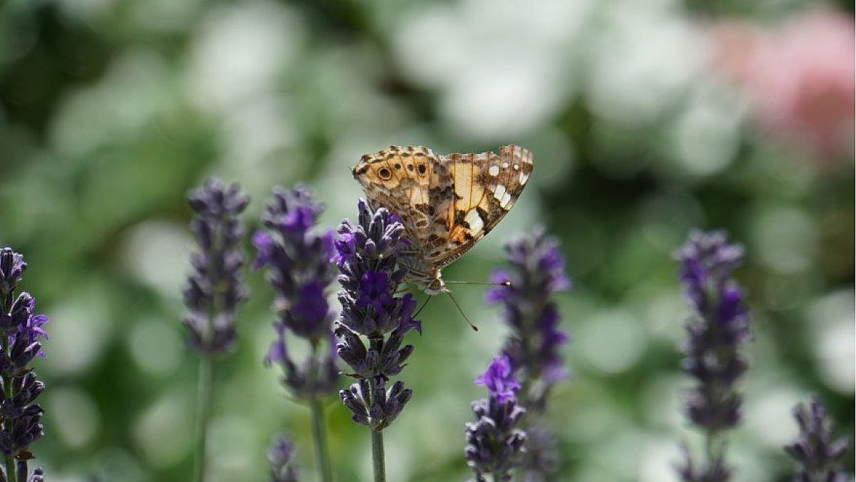 04012024 biodiversita 04012024 biodiversita