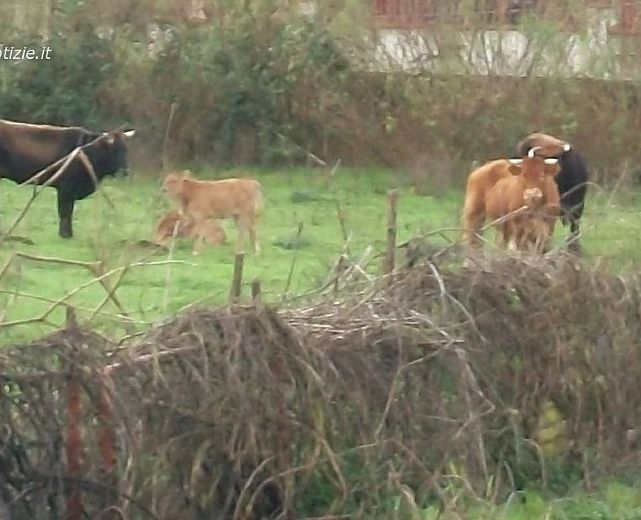 04022014 bovini vaganti