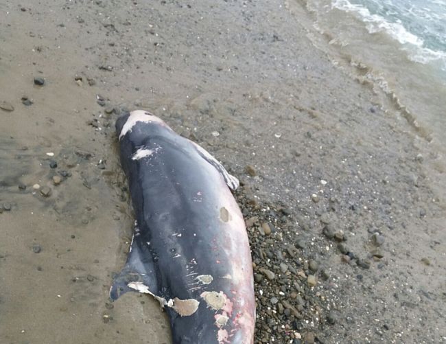 04022017 carcassa delfino spiaggiato