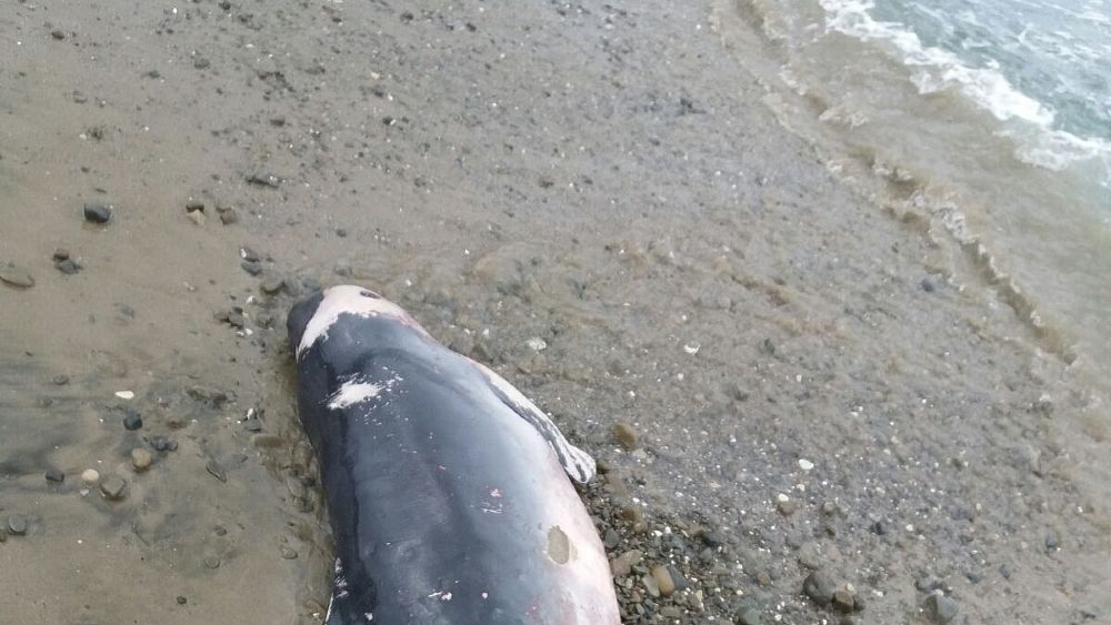 04022017 carcassa delfino spiaggiato