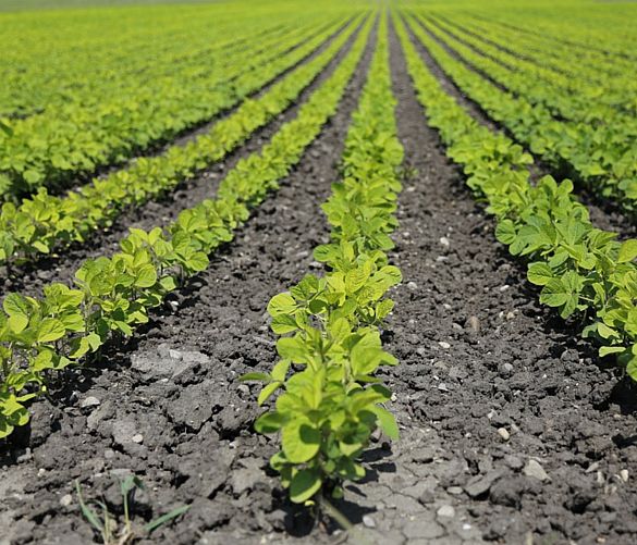 04022018 agricoltura