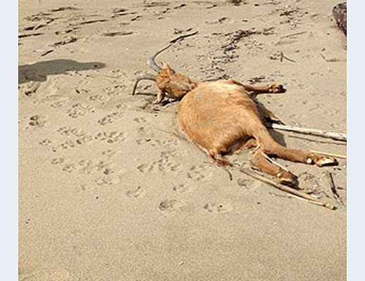 04042013 stambecco 2