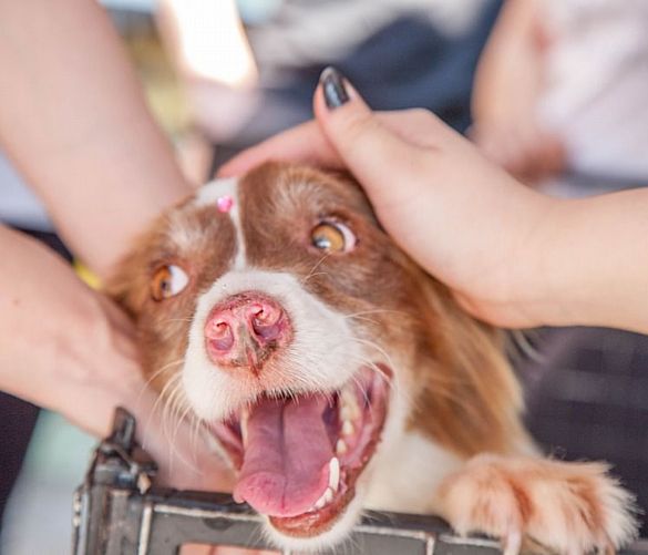 04042019 adotta cane