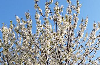 04042026 albero in fiore primavera