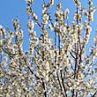 Paesi del Cilento - Le ultime  Notizie foto - 04042026 albero in fiore primavera