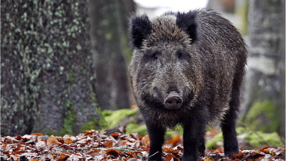 04052016 emergenza cinghiali