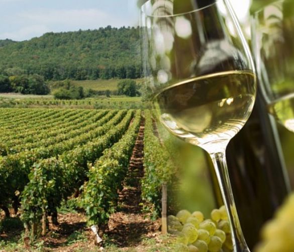 04052016 registro vino online