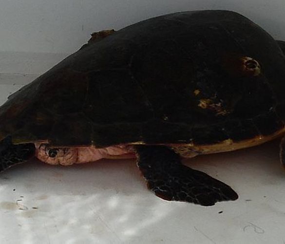 04052017 tartaruga caretta caretta spiaggiata