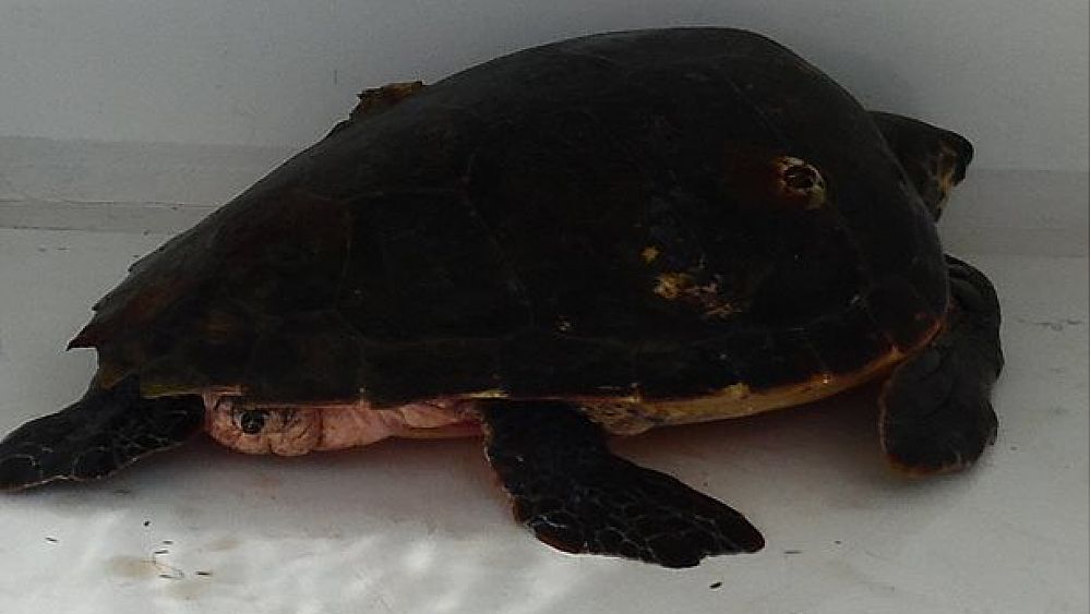 04052017 tartaruga caretta caretta spiaggiata