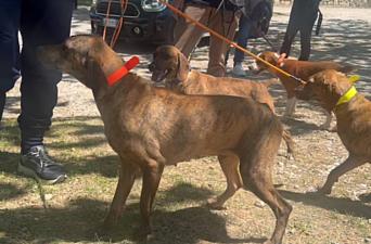 04052026 roscigno caccia