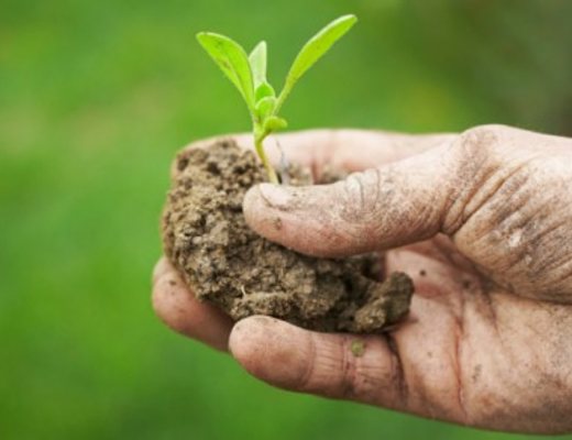 04062013 agricoltura biologica 04062013 agricoltura biologica