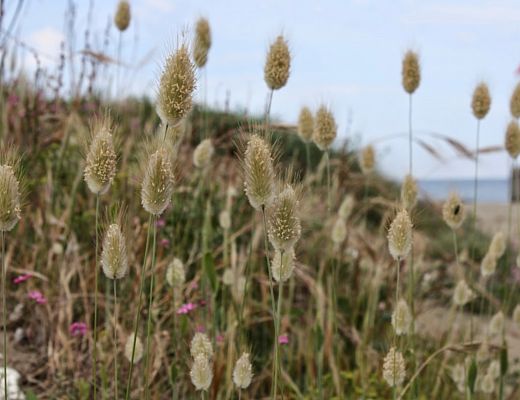 04062015 foto passeggio per la natura