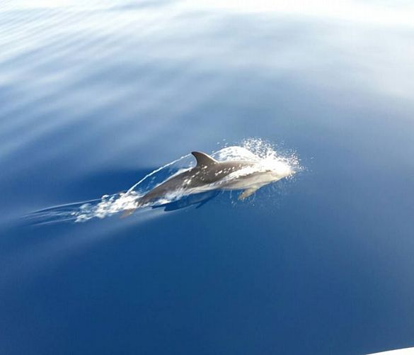 04062016 delfini a scario cilento