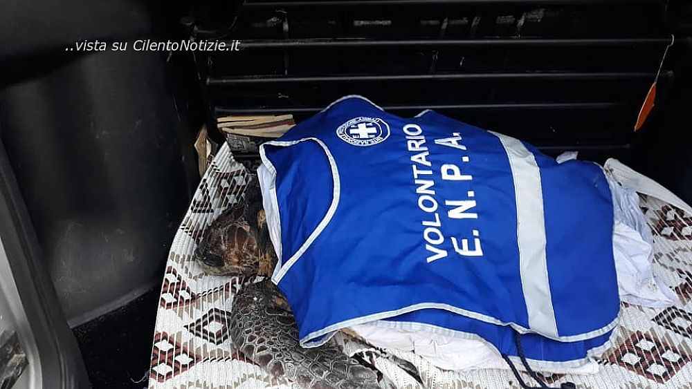 04062020 recupero tartaruga caretta caretta 04062020 recupero tartaruga caretta caretta