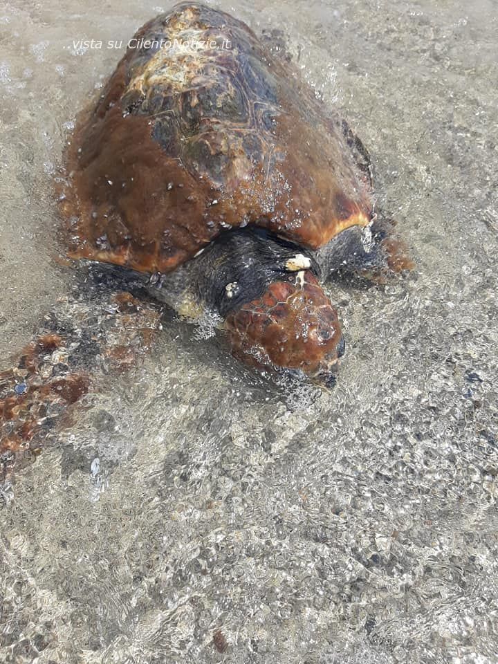 tartaruga caretta caretta recupero