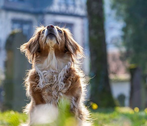 04062024 dog