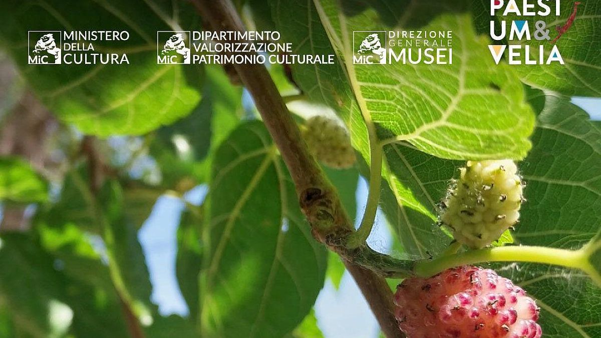 04062025 locandina festa dei gelsi 1 04062025 locandina festa dei gelsi 1