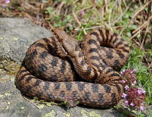 04072014 serpente
