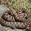Cronaca foto - 04072014 serpente