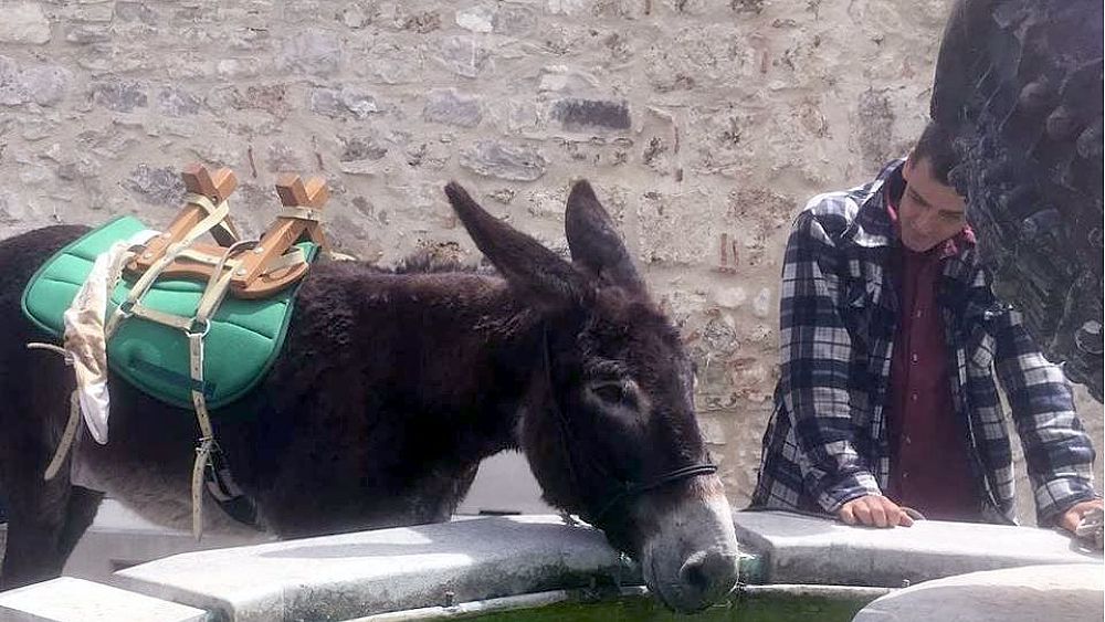 04072017 Nicola Winkler e il suo asinello