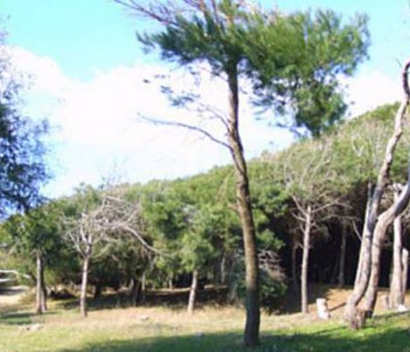 04072018 pineta