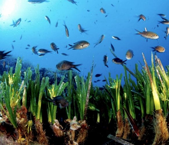 04072019 posidonia e pesci