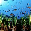Ambiente foto - 04072019 posidonia e pesci