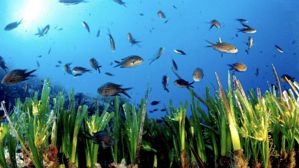 04072019 posidonia e pesci