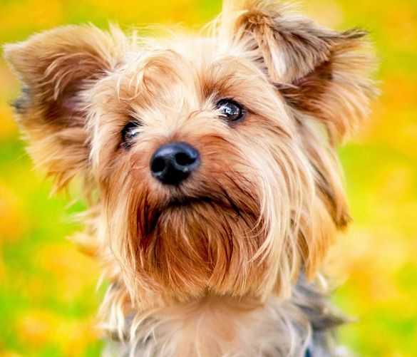 04072024 yorkshire terrier bello