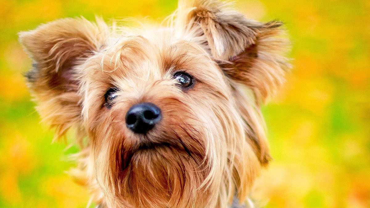 04072024 yorkshire terrier bello 04072024 yorkshire terrier bello