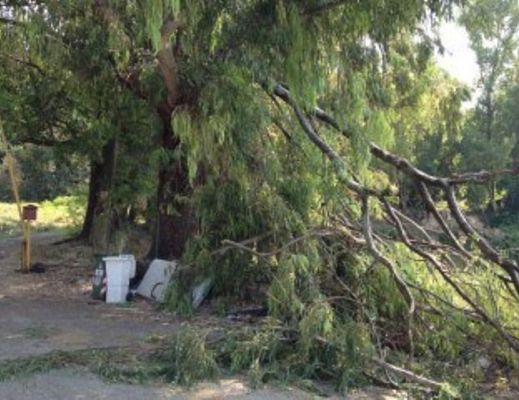 04082013 albero tagliato