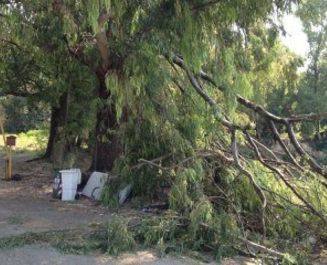 04082013 albero tagliato