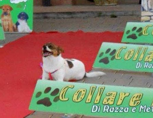 04082015 collare d oro