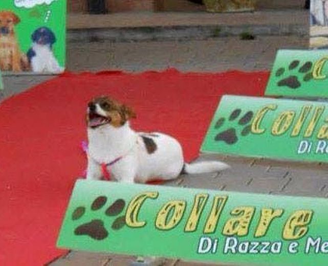 04082015 collare d oro