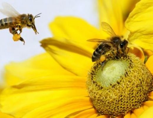 Giuseppe-Lembo foto - 04082015 salvare le api