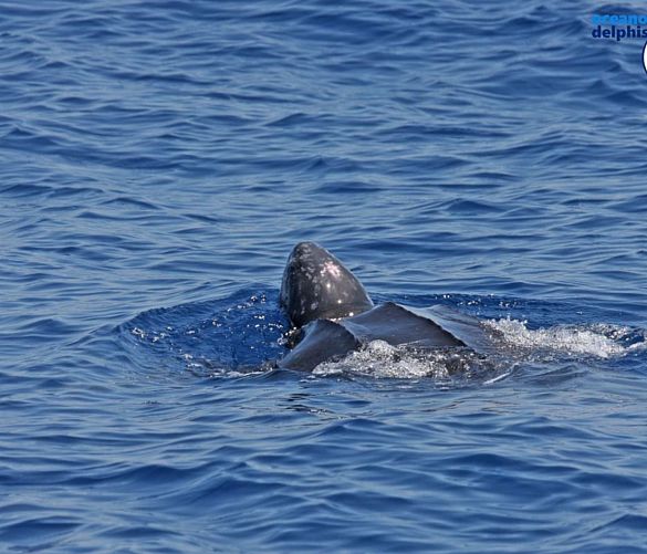 04082018 Tartaruga liuto 1